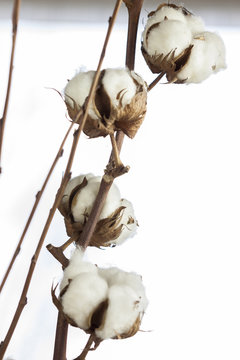 Fresh white cotton bolls ready for harvesting