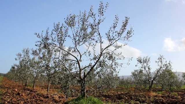 Olive trees in Tuscan countryside