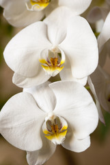 Naklejka na ściany i meble белая орхидея