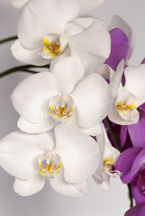 Fototapeta na wymiar белая орхидея
