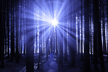 Sonne im Wald