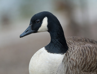 Canada goose portrait
