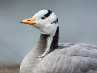 Bar-headed goose