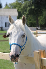 Arabian Horse