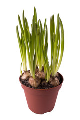 muscari botryoides in a small pot