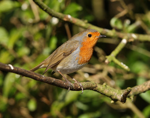 Obraz premium Portrait of a Robin