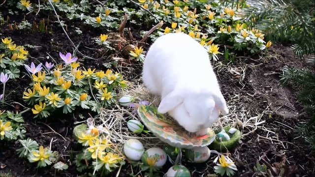 wei&szlig;er Osterhase mit Ostereiern Video05