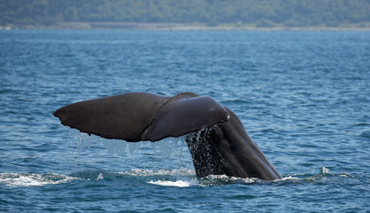 Sperm whale starts a deep dive near Kaikoura (New Zealand)