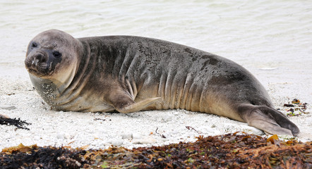 New Zealand sea lion at beach near Kaikoura (New Zealand)