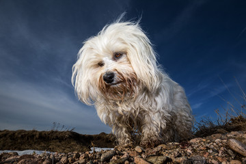 Unverwechselbar ein Havaneser