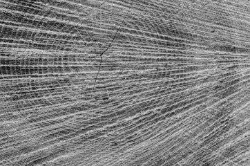 Cut tree trunk wooden background