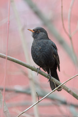 Common Blackbird