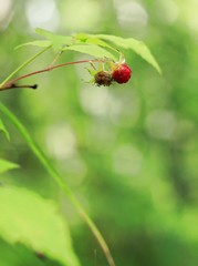 Obraz premium Wild raspberry bush in forest