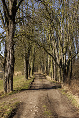 Fototapeta premium tree