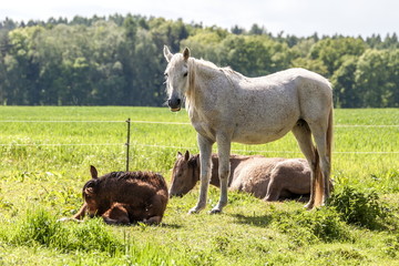 Pferde auf Wiese