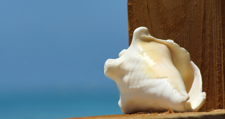 Conch Shell