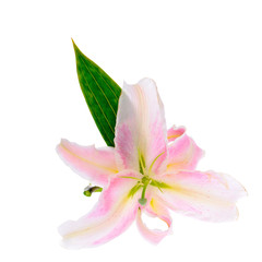 Pink Lily Isolated on White Background