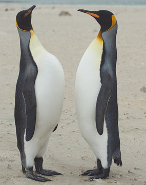 King Penguins (Aptenodytes patagonicus) Greeting
