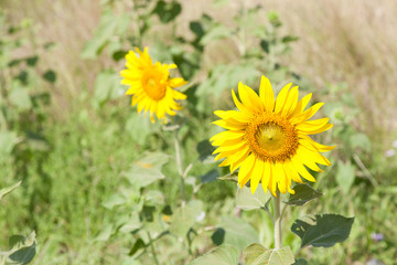 Sunflower in a field