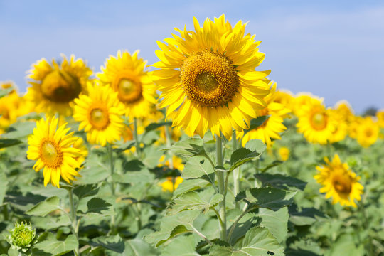 Sunflower in a field
