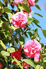 Frühlingszeit - Camelienblüte rosa - Camelie - Kamelie