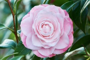 Flower of Camellia