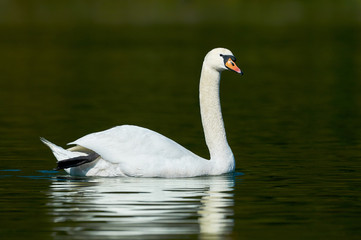 Obraz premium white swan
