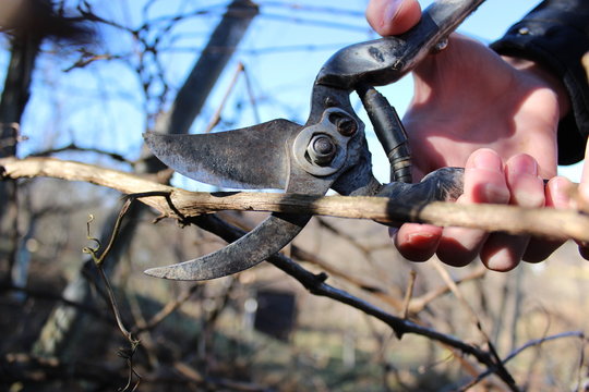 Pruning branches of grapes in the spring garden.