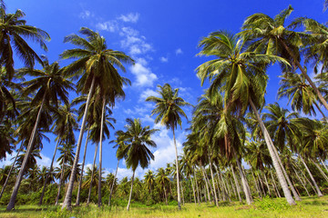 Fototapeta na wymiar Palm tree with sunny day. Tropical jungle. Thailand. Koh Samui.