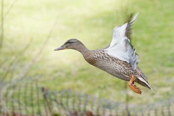 Mallard, Anas platyrhynchos