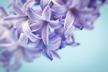 hyacinth macro - obrazy, fototapety, plakaty