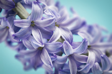 hyacinth macro