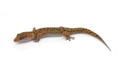 Gecko (Gekkonidae) on white background