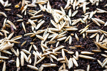 Rasen Saatgut auf Erde