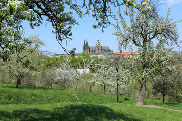 Spring Prague gothic Castle with flowering Trees, Czech Republic