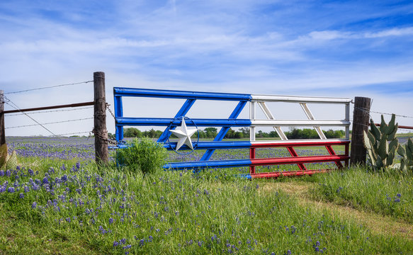 Texas bluebonnets along a fence in spring