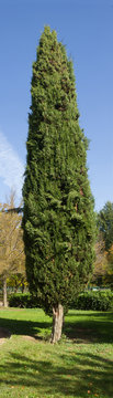 Panoramica vertical de arbol Cipres  en Parque