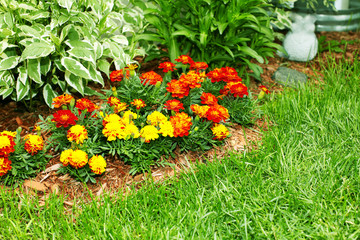 Fototapeta na wymiar Flowers marigold in the garden.