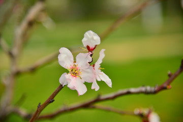 Almond tree in a windy day