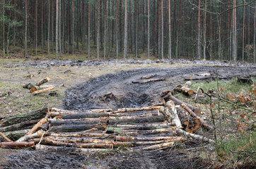 country road in forest