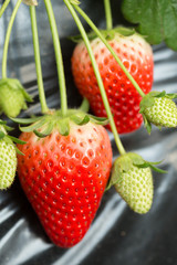 いちご畑　スカイベリー