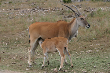 Naklejka na ściany i meble Kudu Baby Nursing on Mom