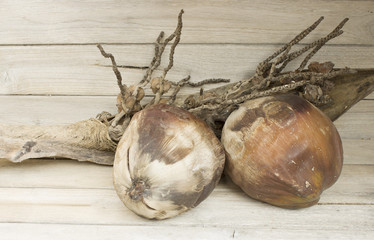 Still Life with dried coconut on wood