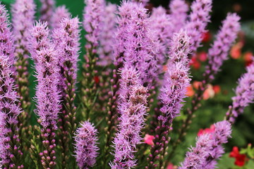 close up flower shop in market