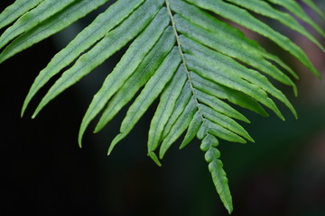 close up fern and moss in forest