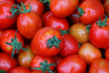 fresh and wet red cherry tomato in garden