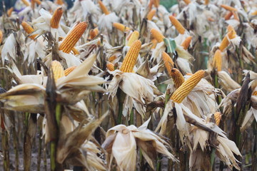 close up corn garden in garden, Thailand