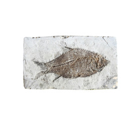 close up fish fossil in stone