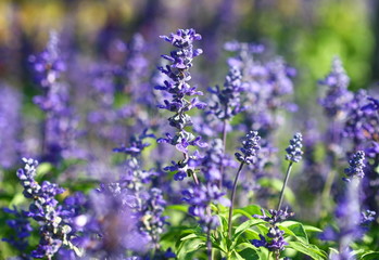 Naklejka premium close up lavender flower in field