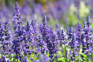 close up lavender flower in field